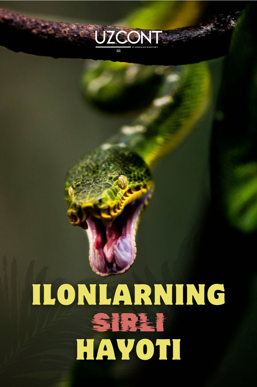 Ilonlarning sirli hayoti